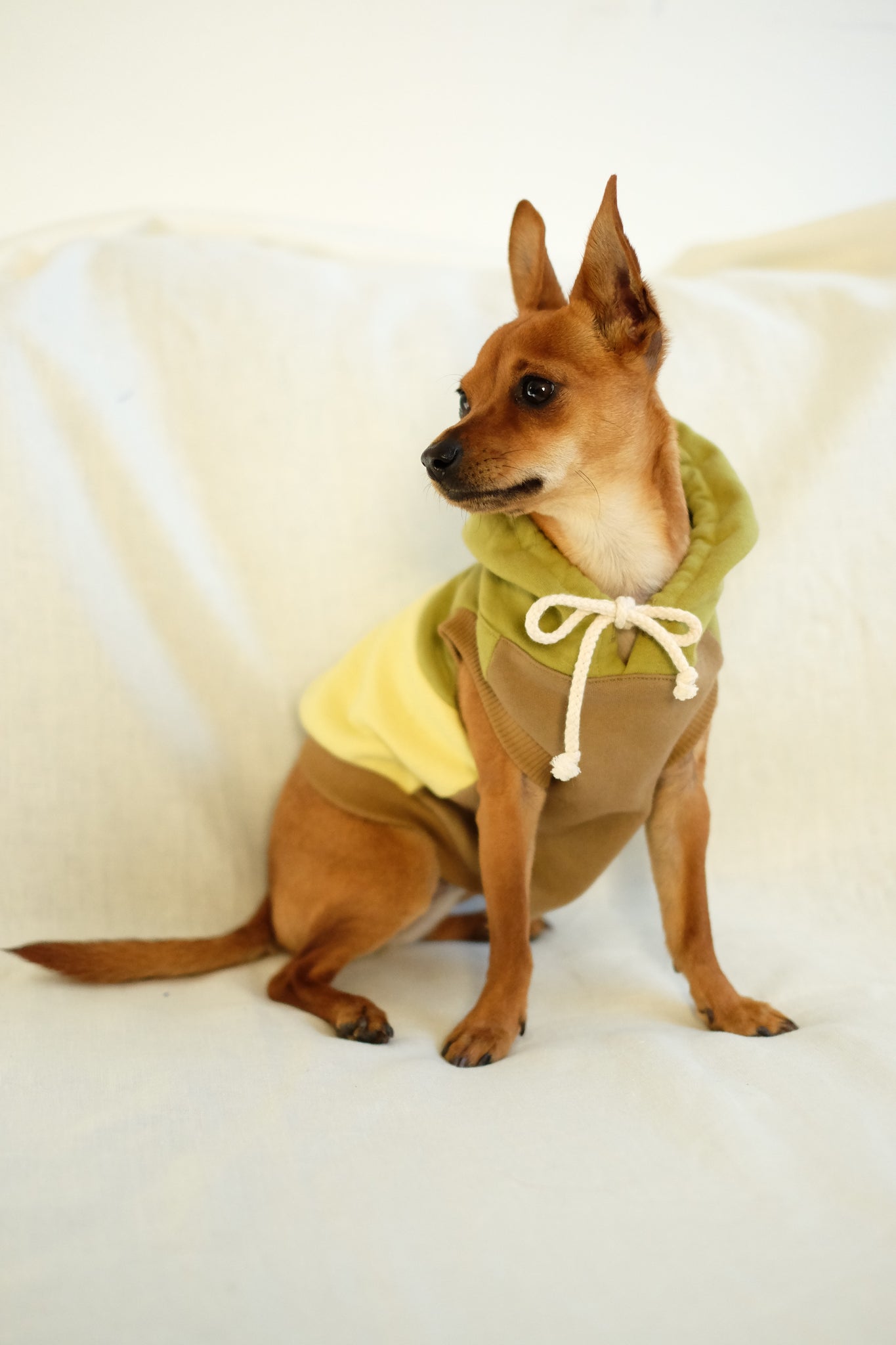 mischa dog hoodie