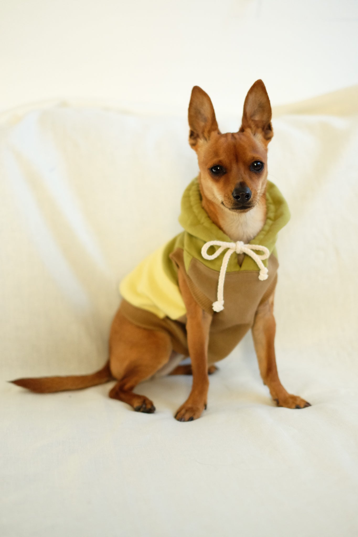 mischa dog hoodie